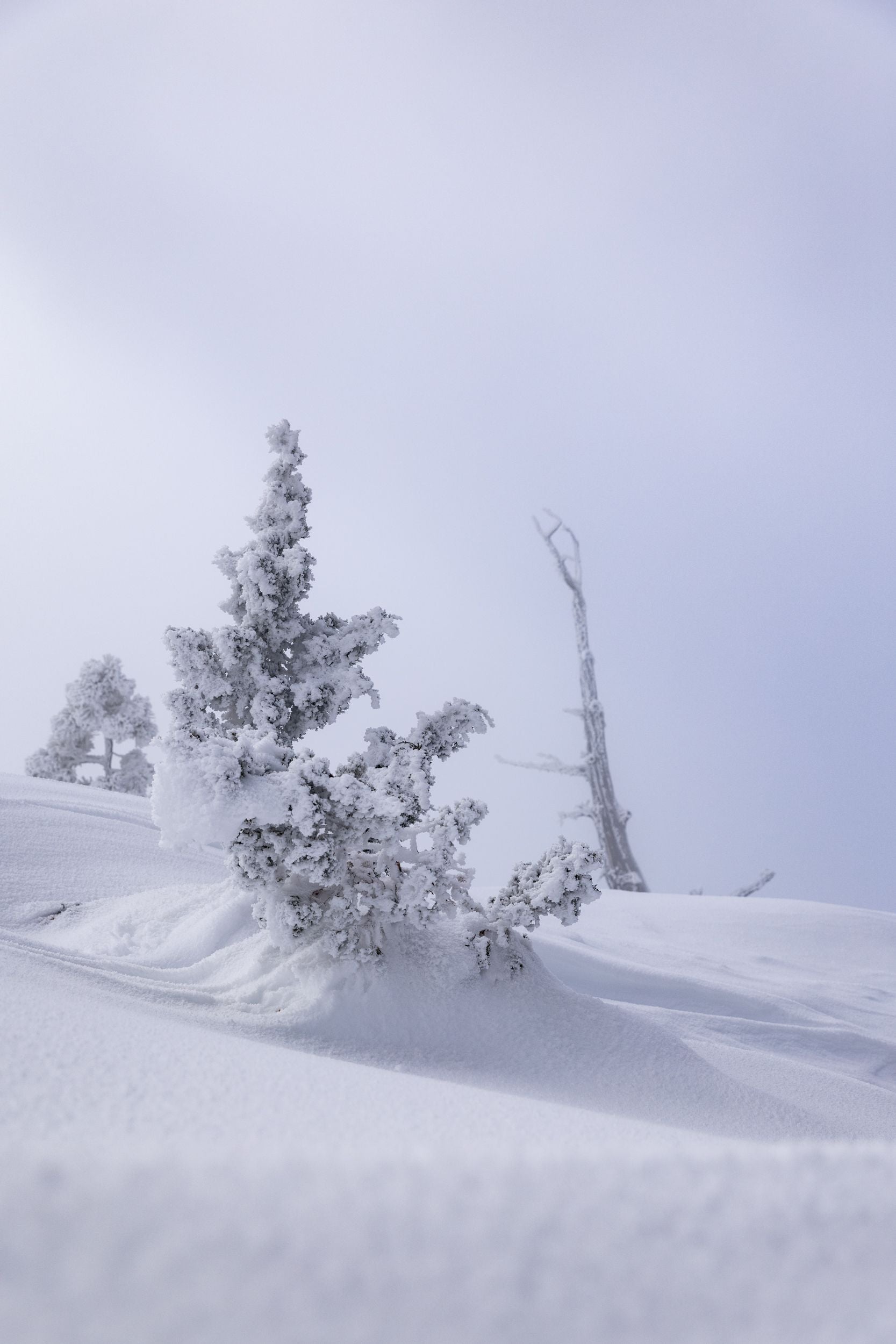 A snow crusted tree.