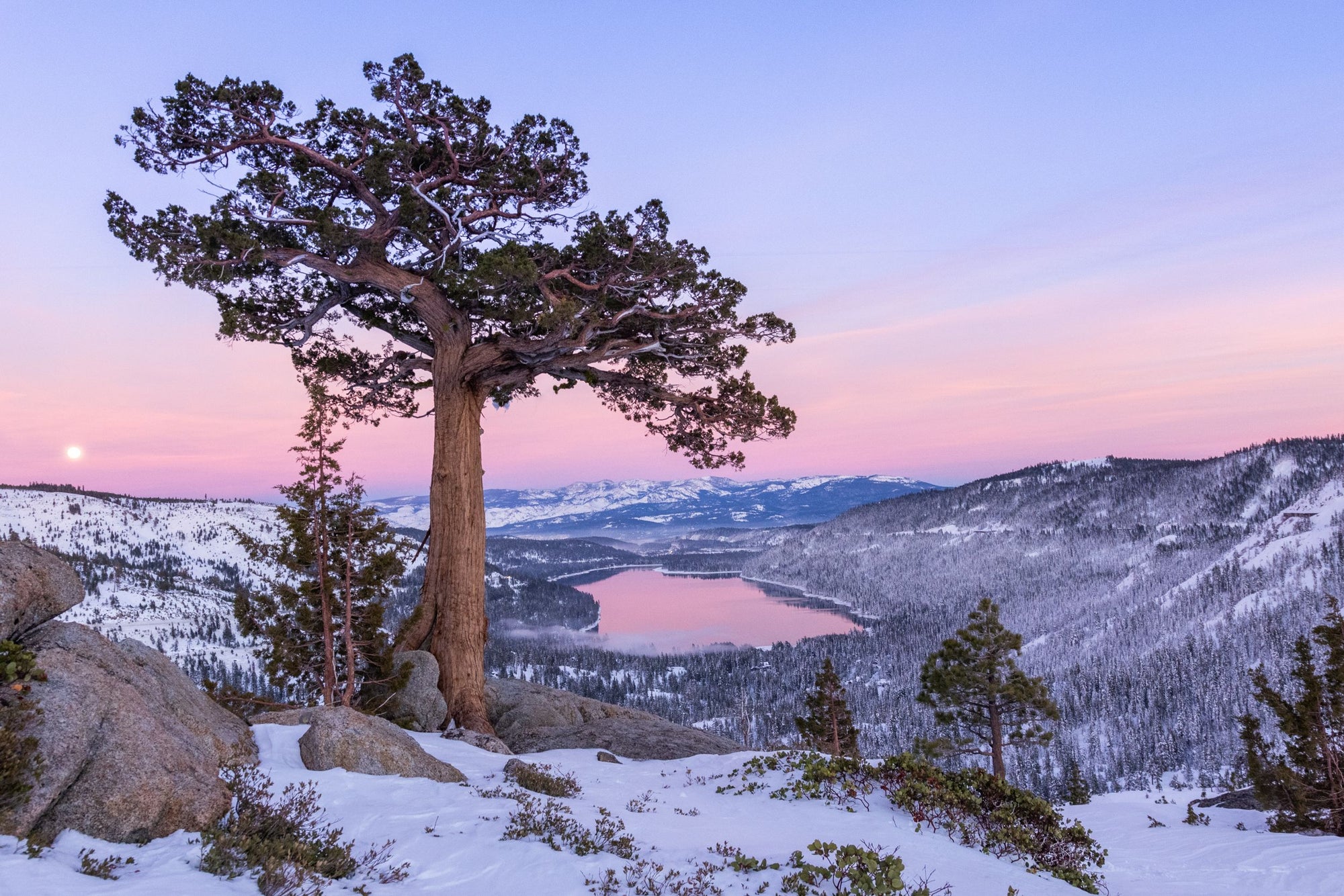 A lone tree sits agains a pink sunset above a lake.