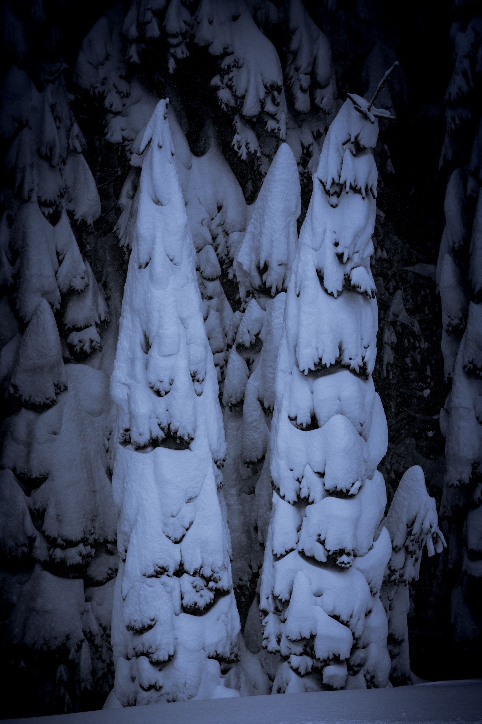 Snow weighs down the branches of trees.