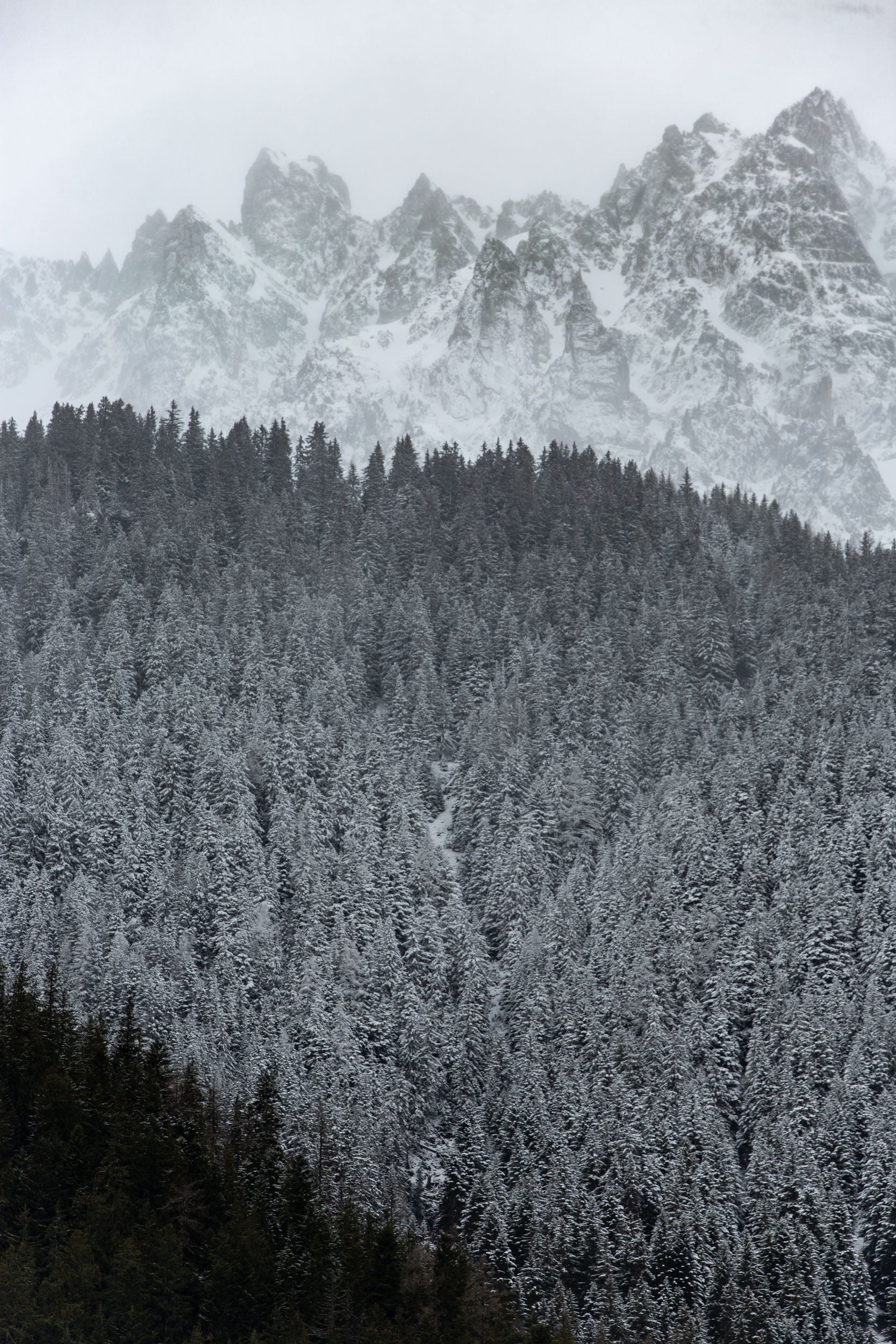 A black and white landscape with jagged peaks in the background surrounded by pine trees.
