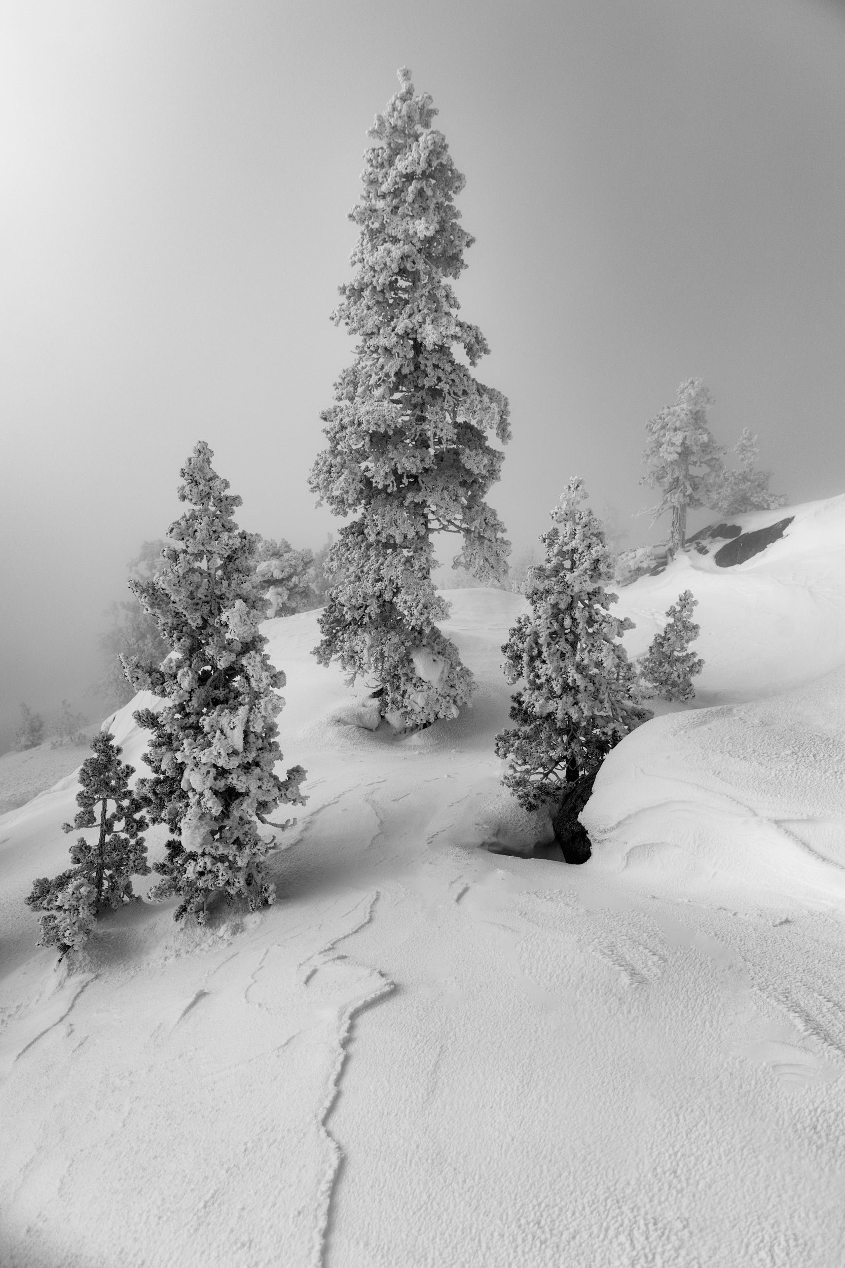 A handful of ice and snow covered trees surrounded by drifts of snow.