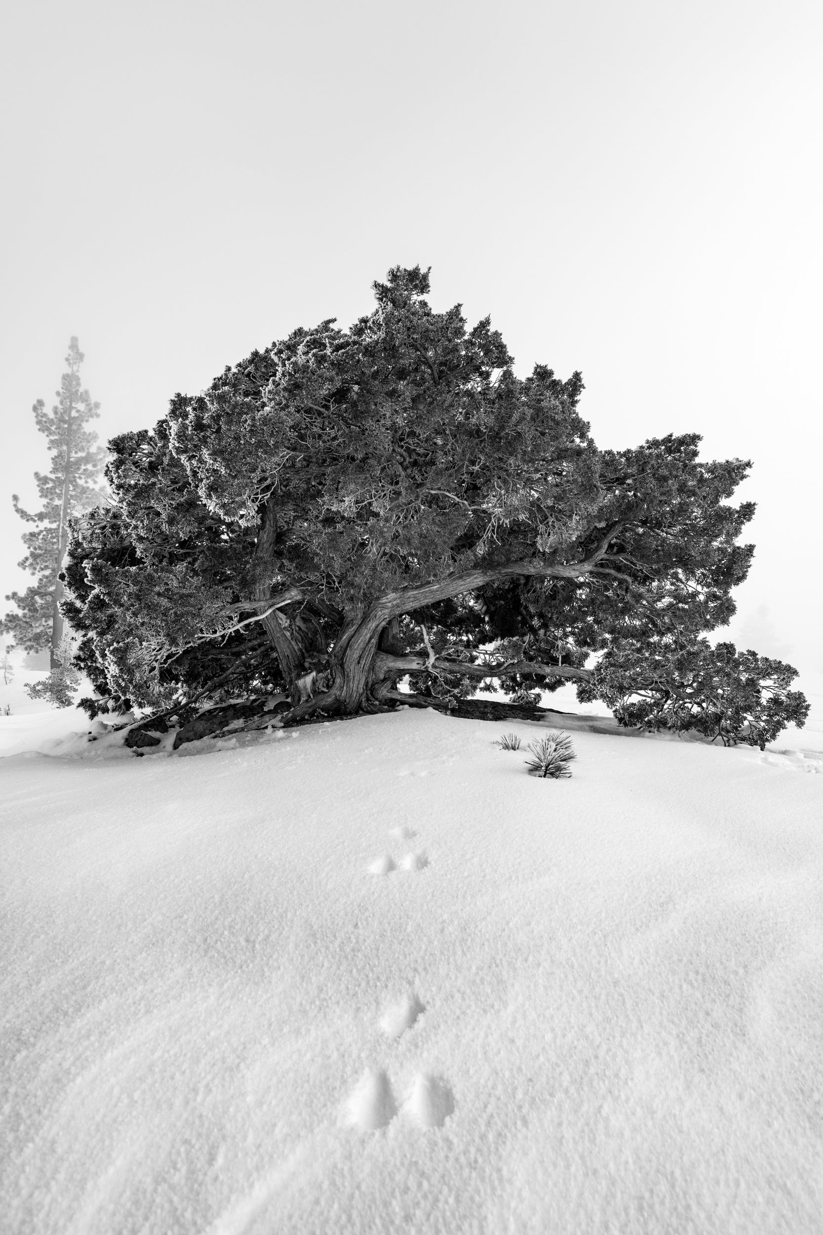 A tree covered in frost sits atop a snowy foreground.