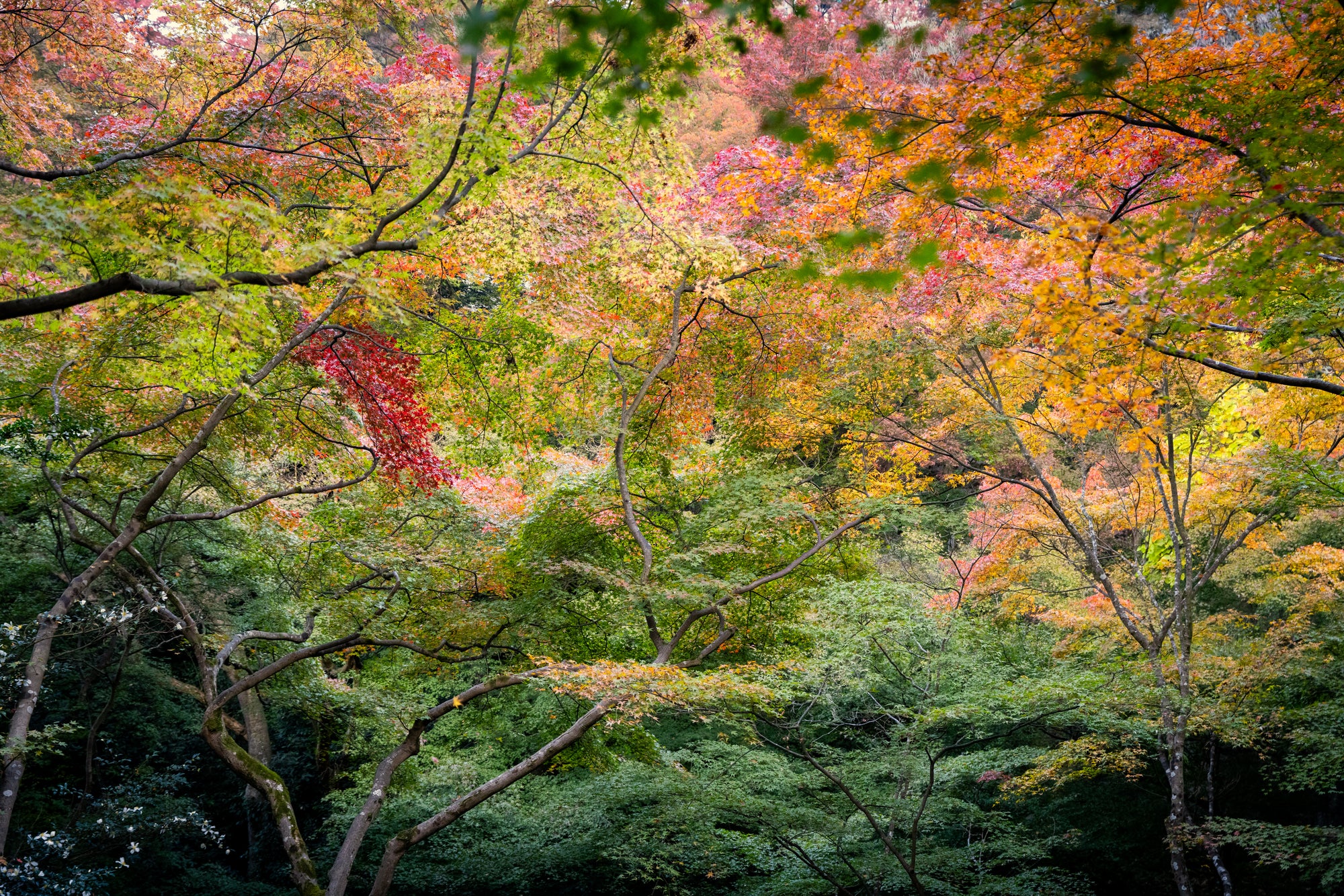 Autumn, Unfolding in Kyoto