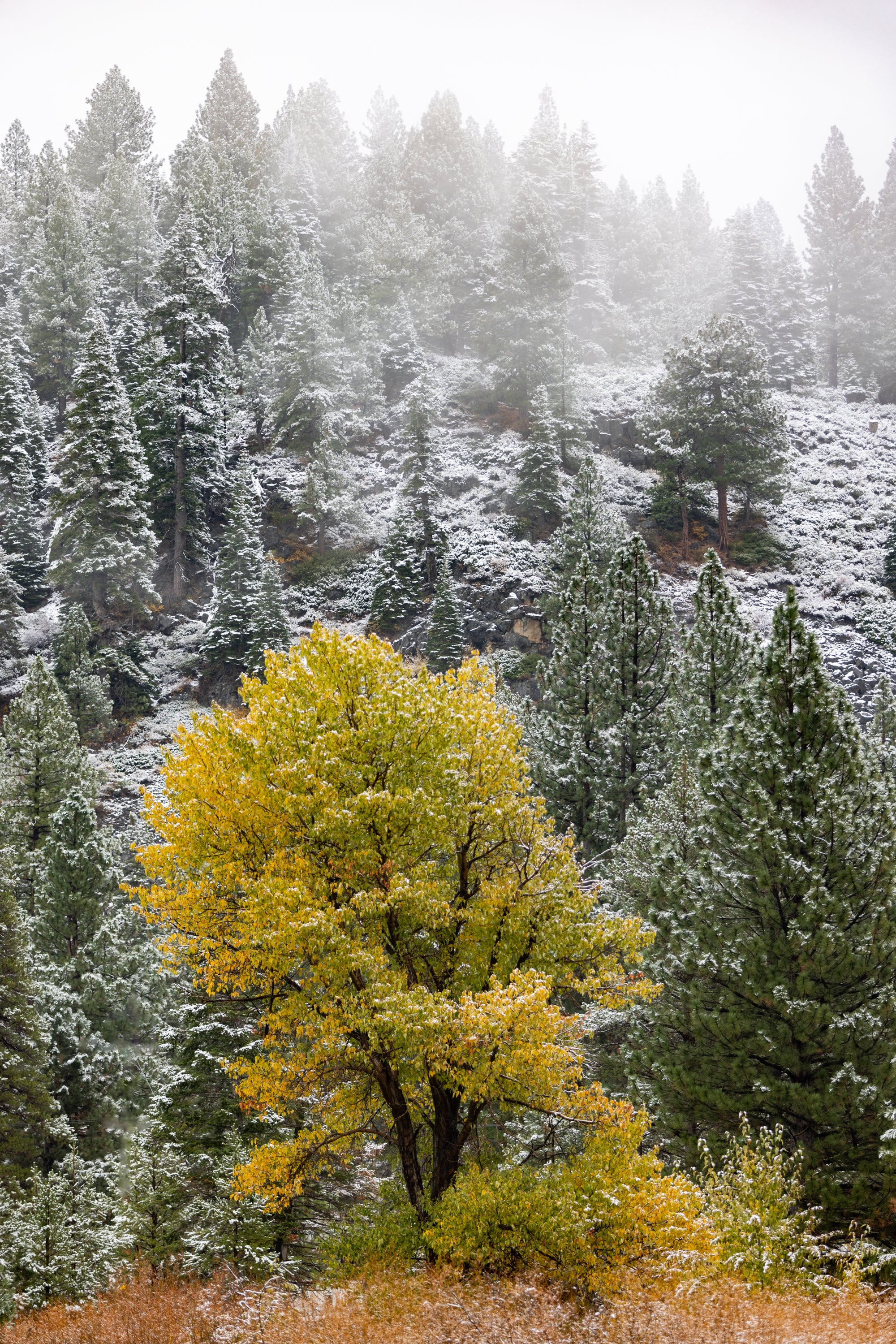 Between Fall and Snow