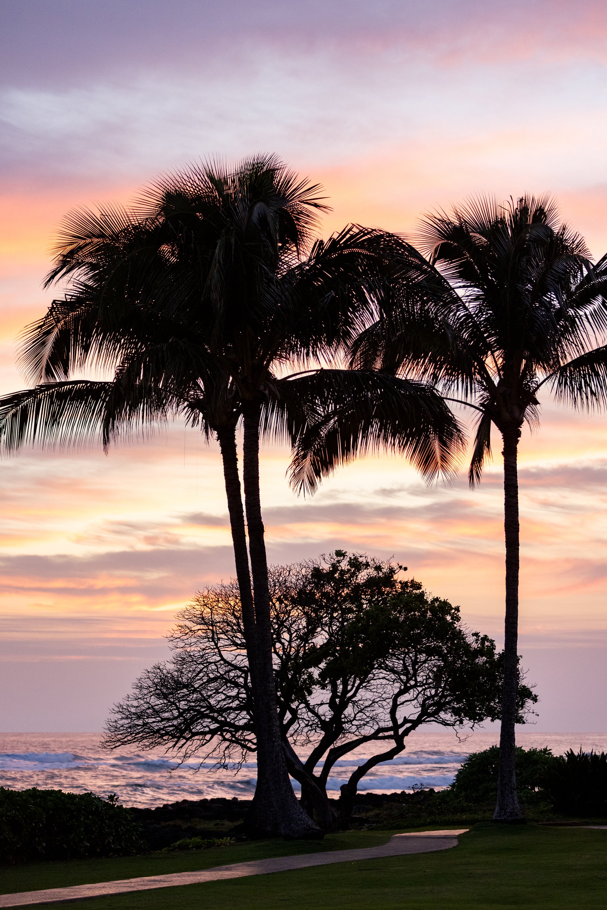 Evening Palms