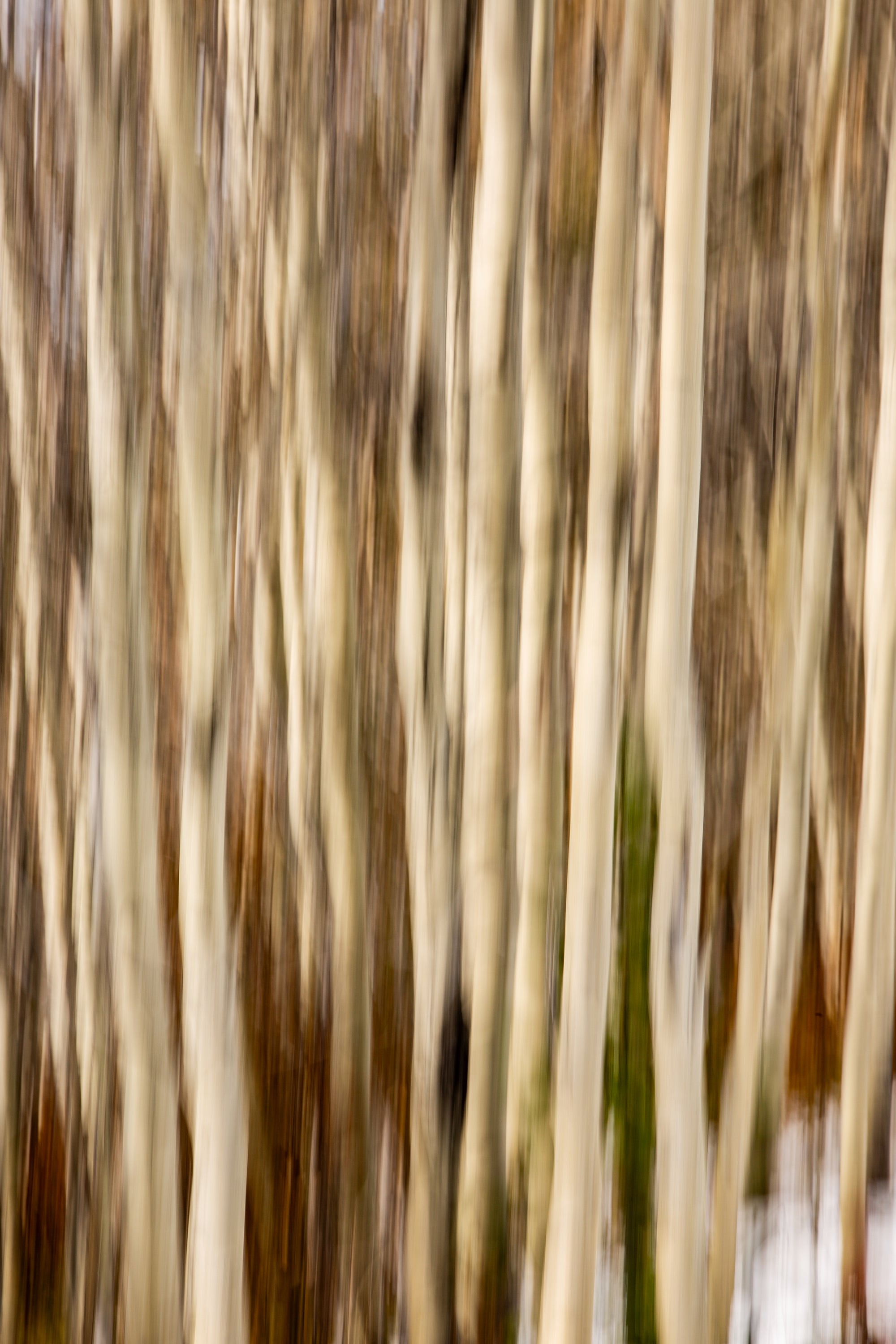 Flowing Through the Forest