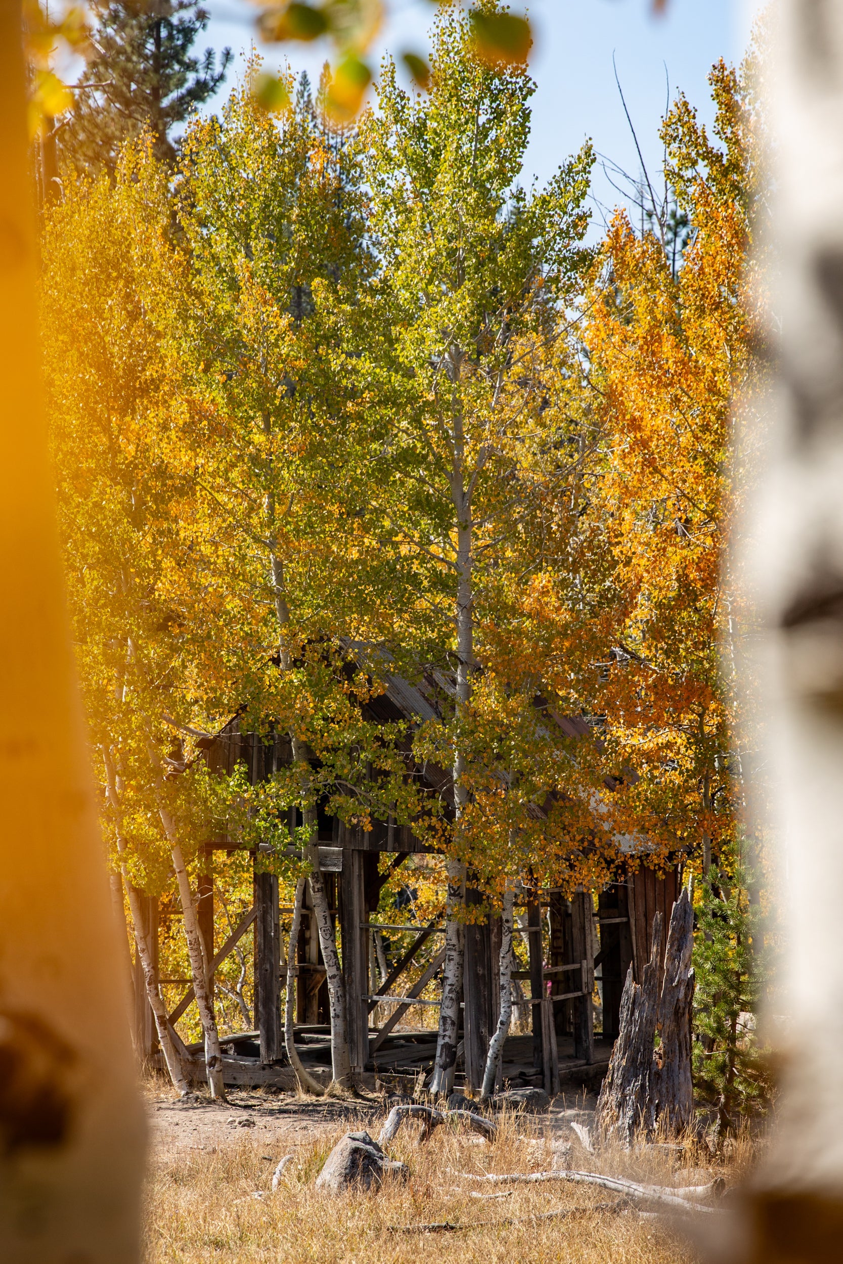 An old wooden structure hides amongst cottonwood trees in their fall colors.