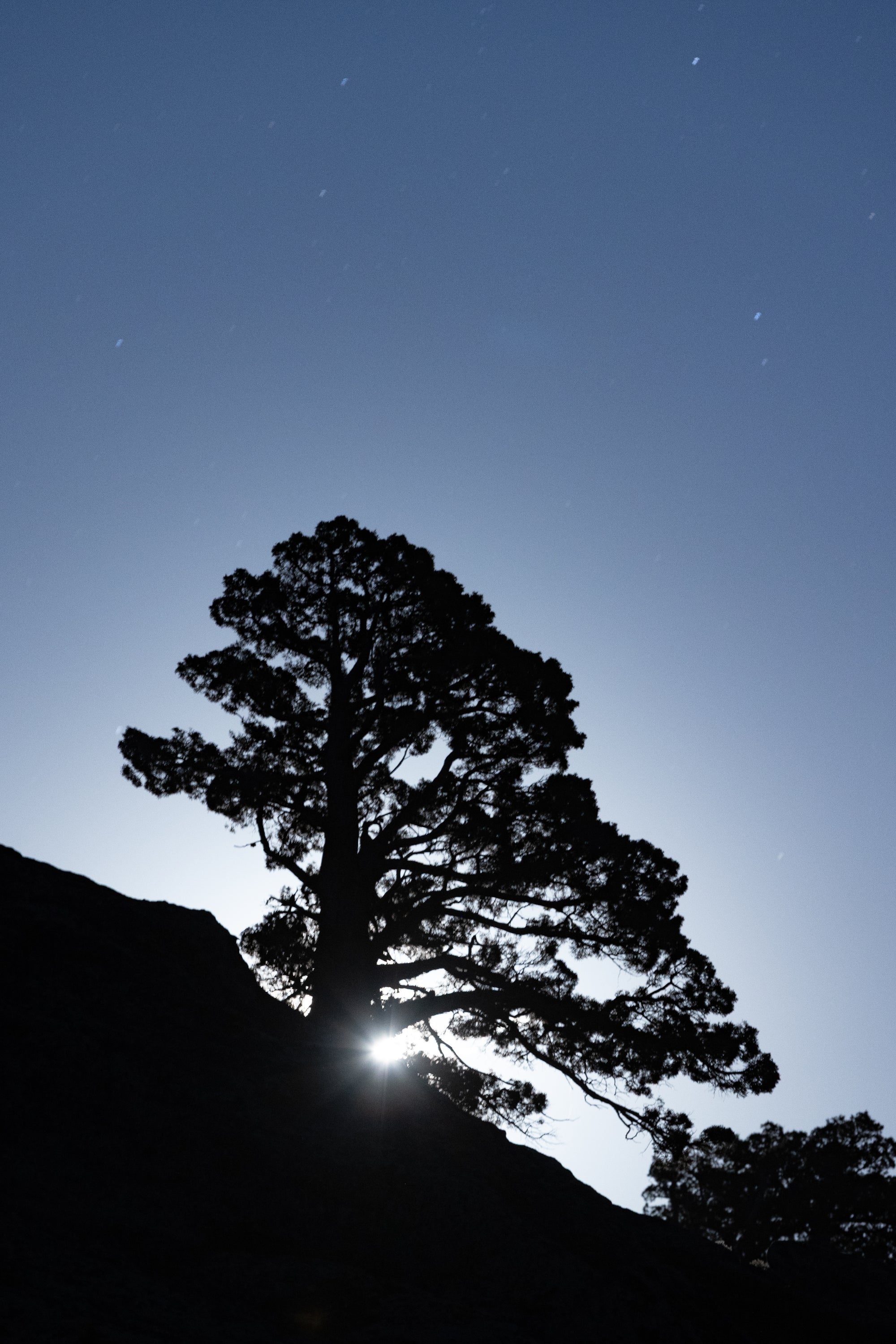 Moonrise Through the Pines