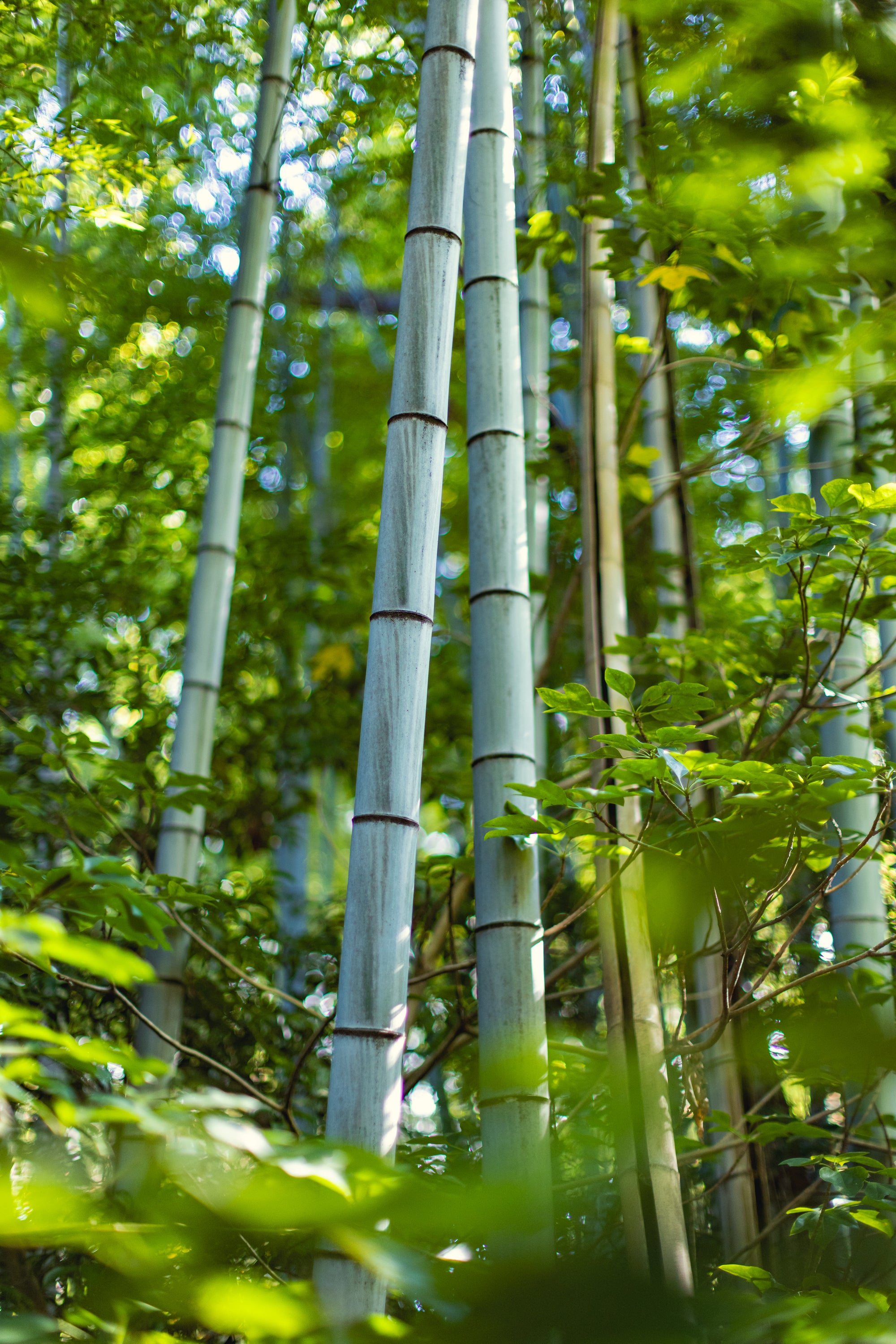 Bamboo, Off the Path