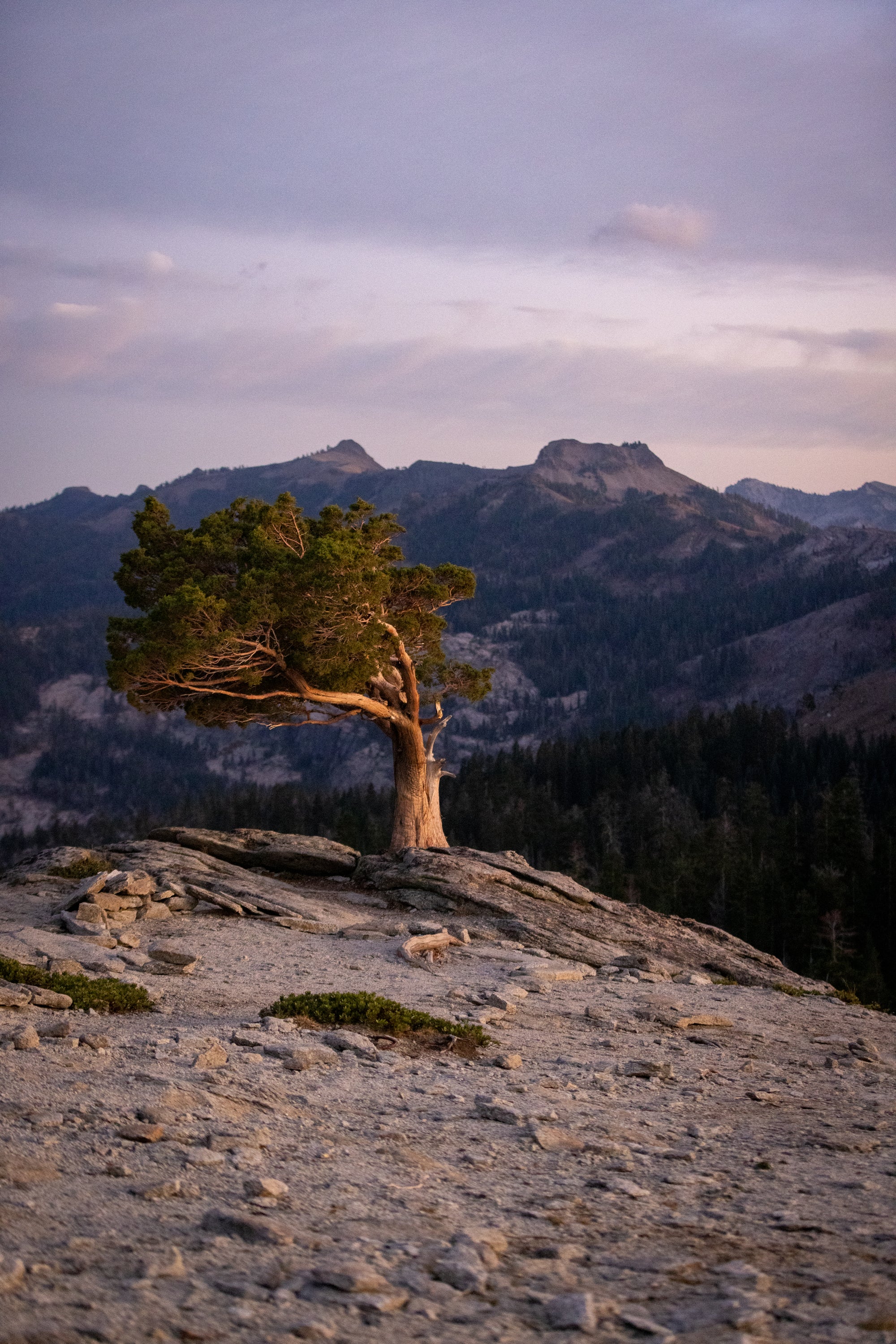 Weathered on the Crest — Evening Light