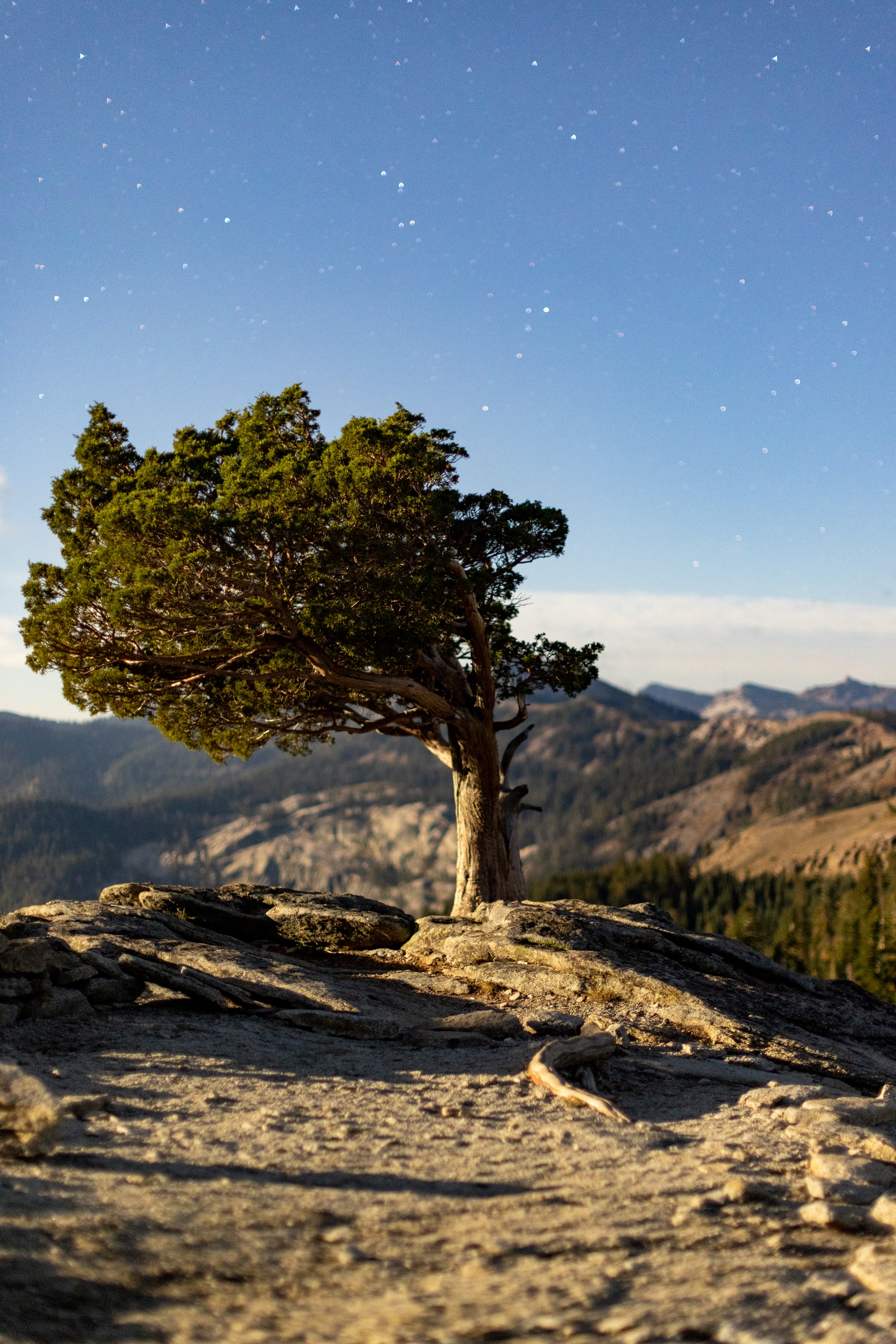 Weathered on the Crest — Moonlit Night