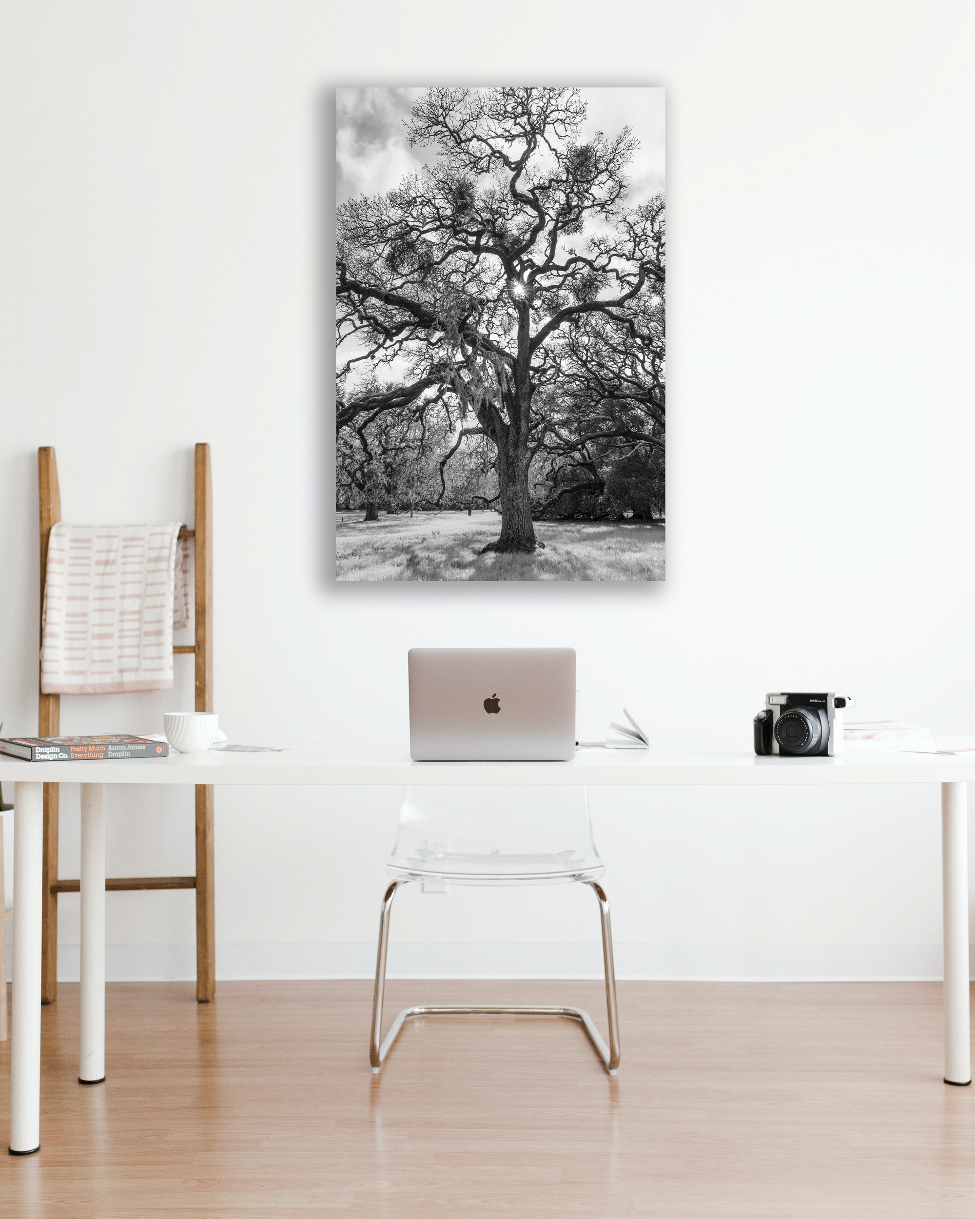 Winter Oak, Standing