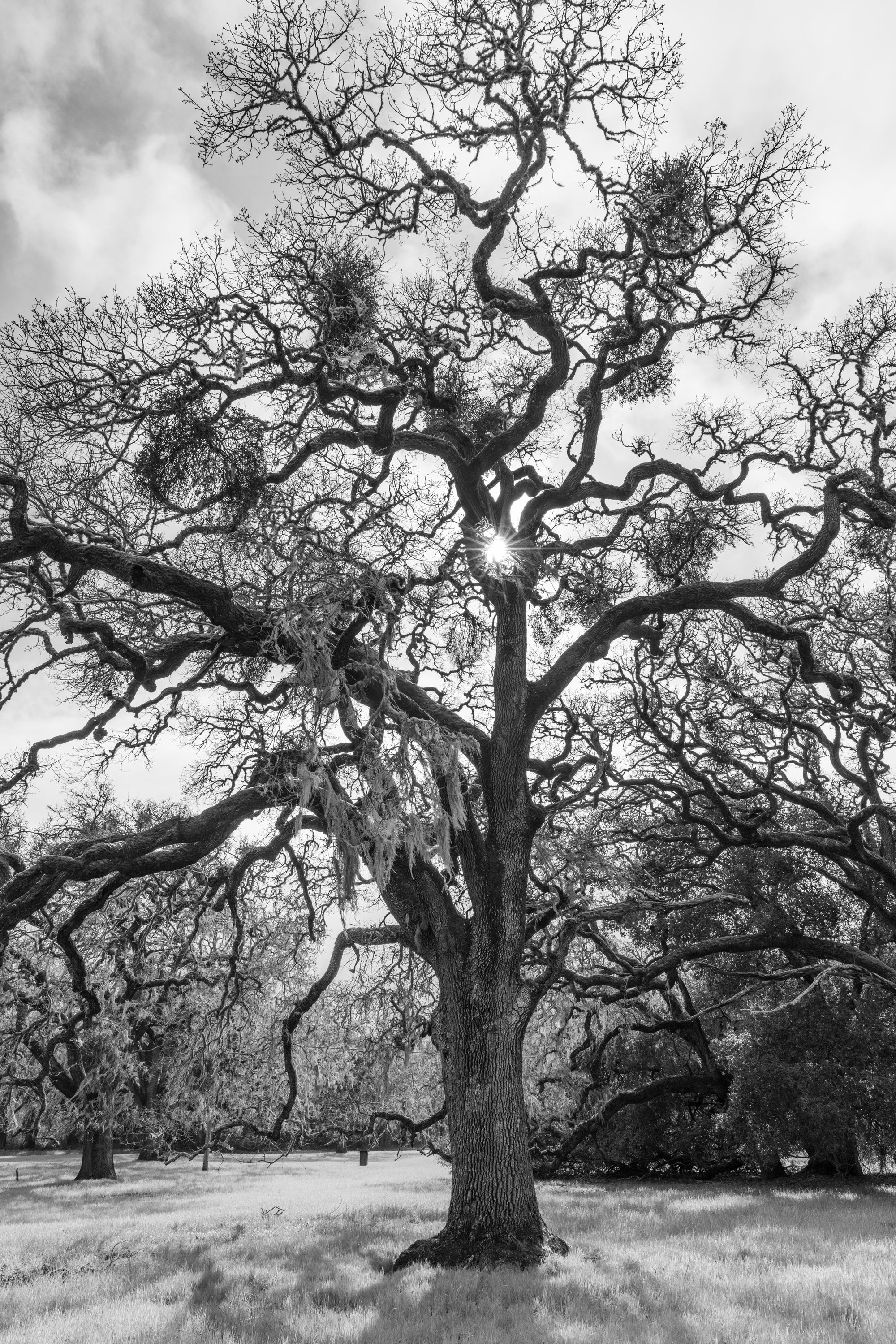Winter Oak, Standing