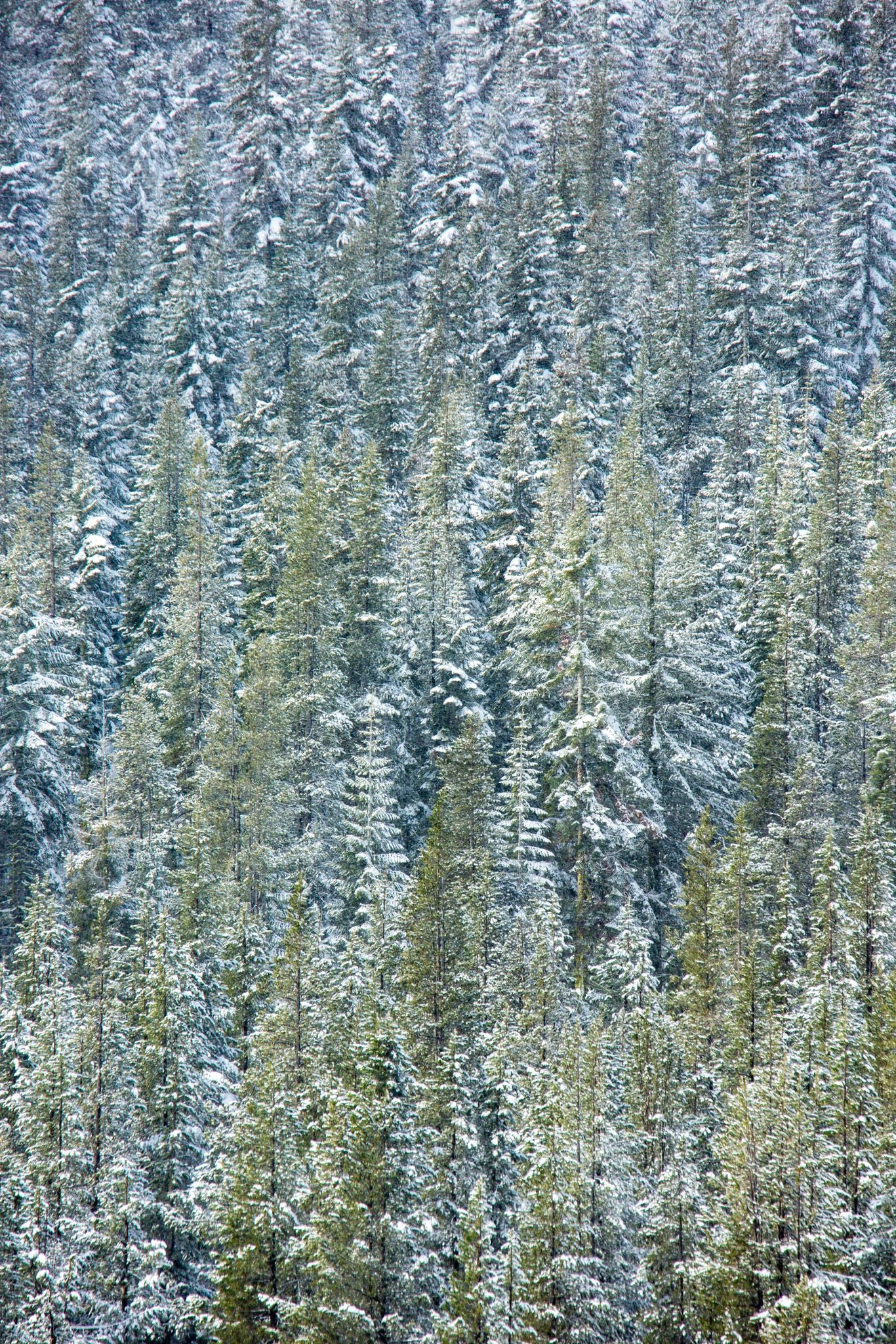 Pine trees dressed in a lighting of snow.