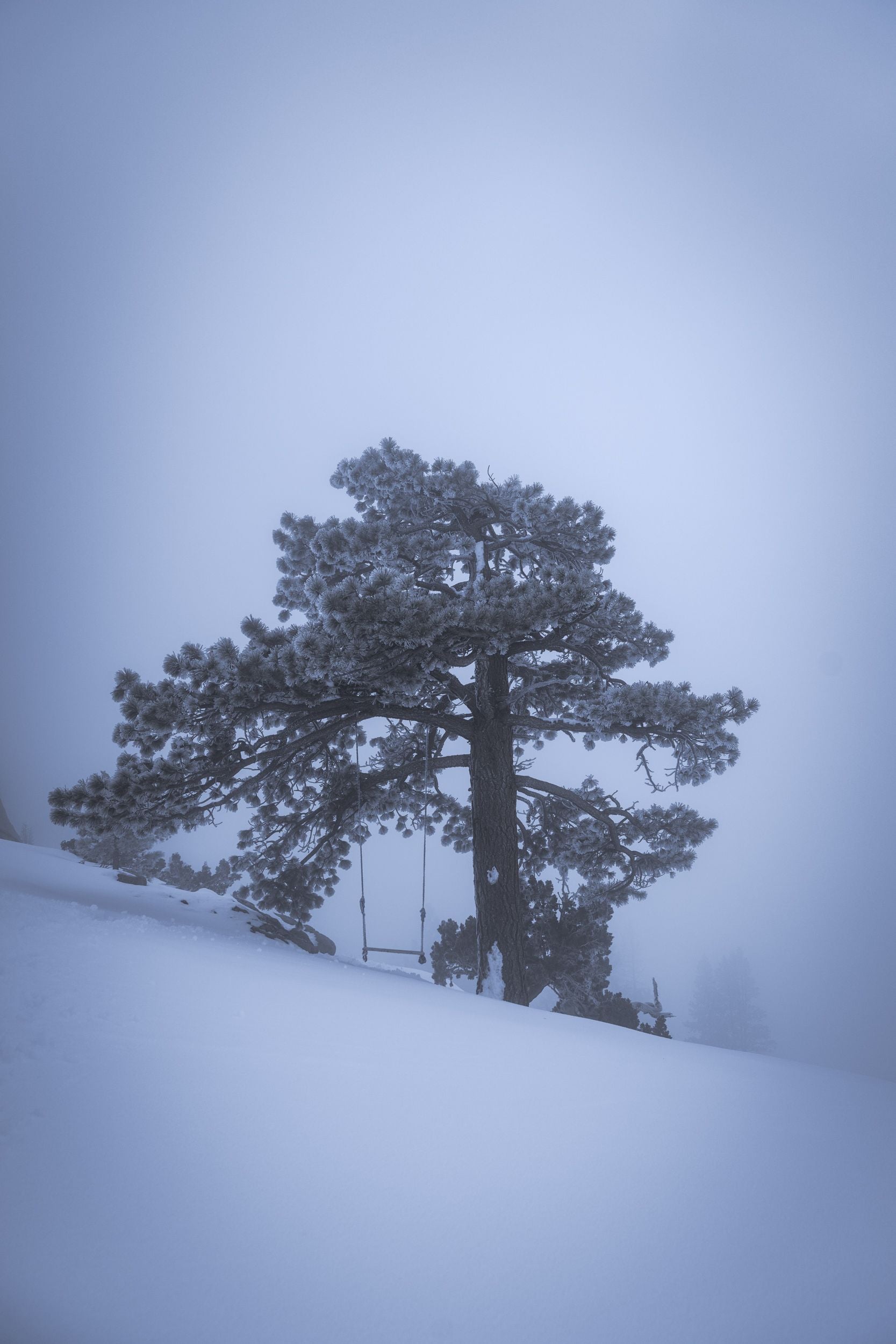 A single trees coated in frost sits on a snowy ground surrounded by fog.