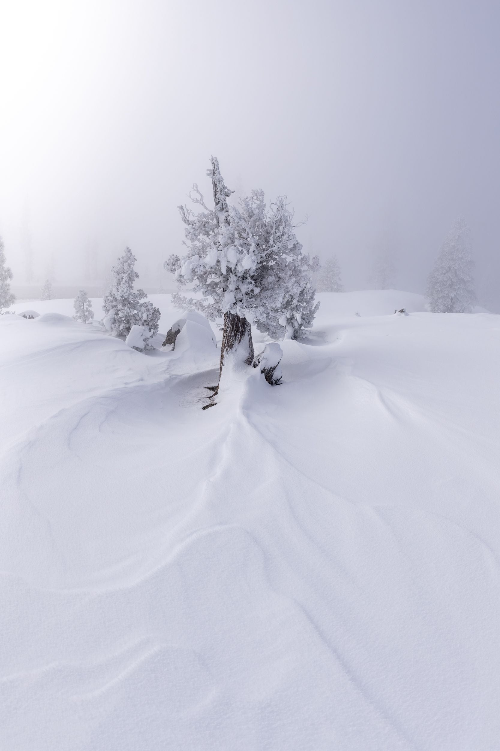 Snow drifts up against a tree trunk of a snowy tree.
