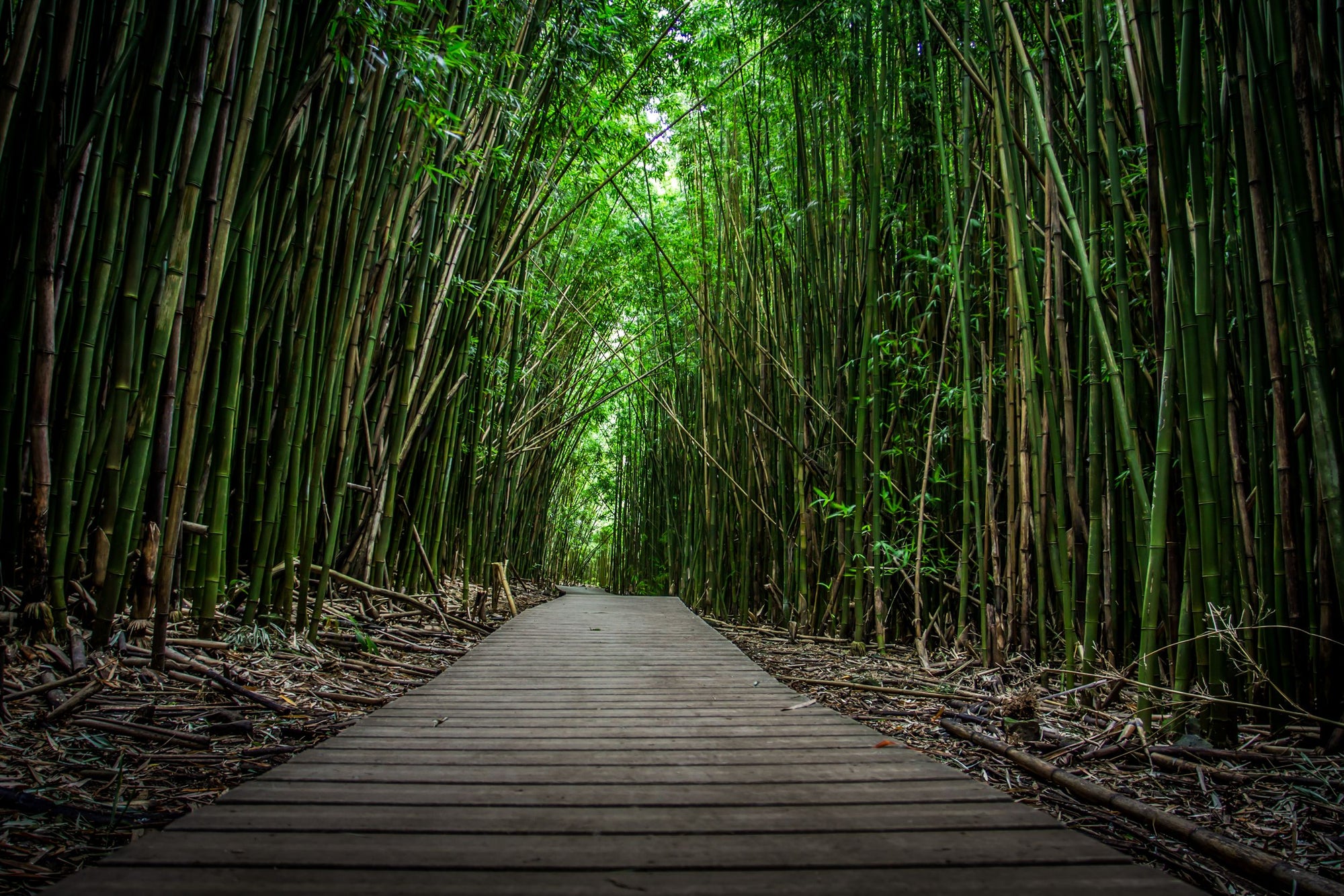 Tall bamboo lines a wooden walkway.
