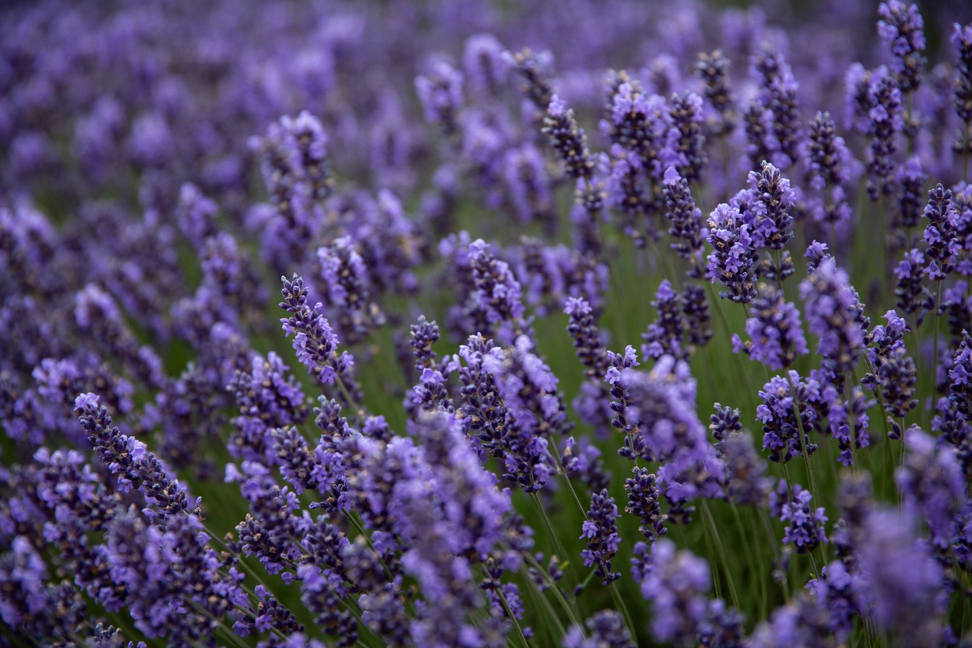 Purple Lupine flowers.