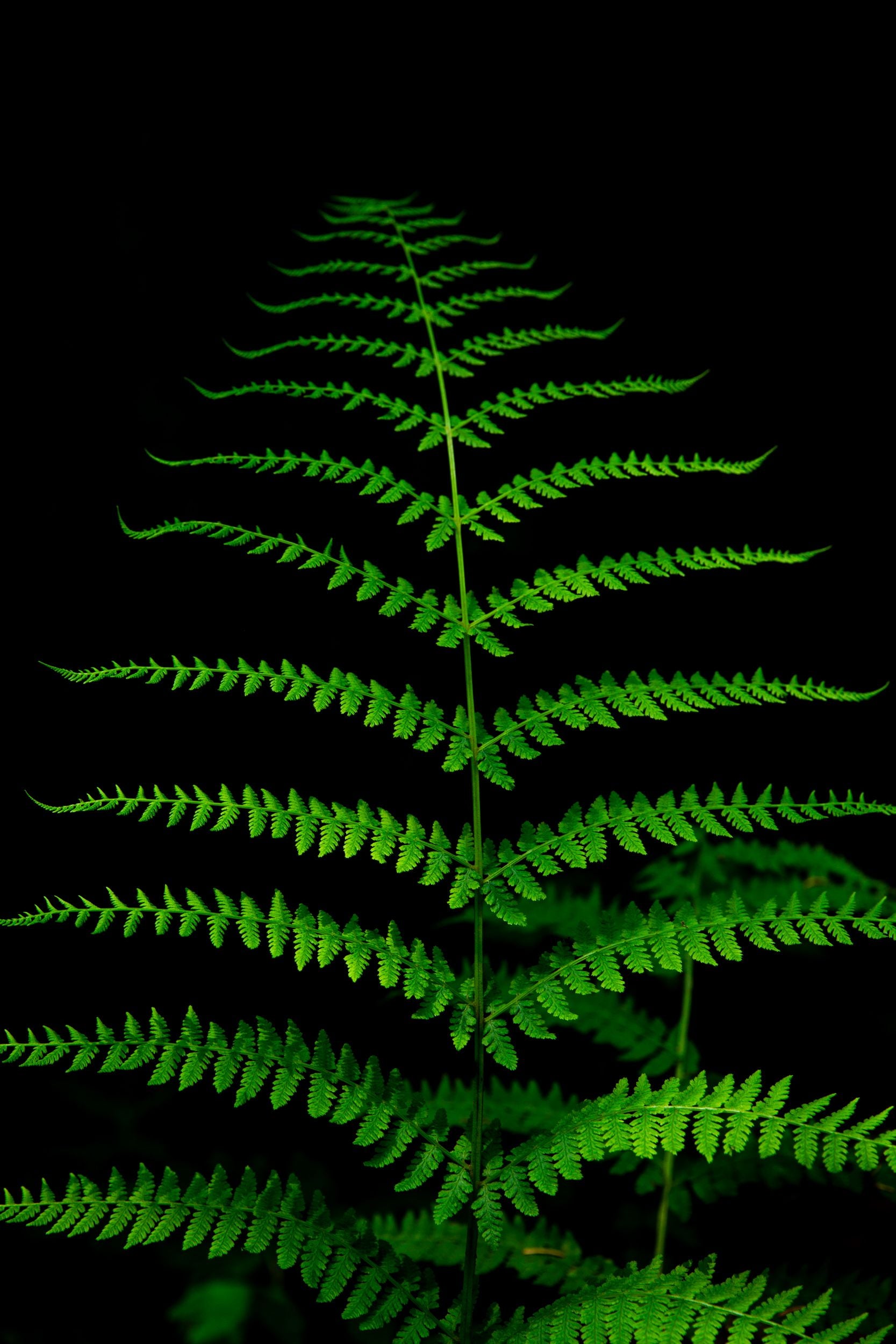 A singular vibrant green fern sits against a darkened background.