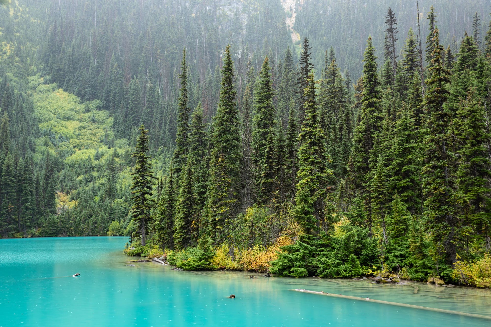 A turquoise lake hugs a pine tree laden shore.