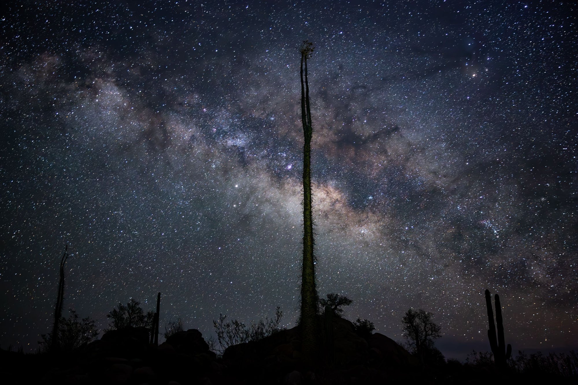 A Boojum tree's silhouette sits in front of the Milky Way in Baja.
