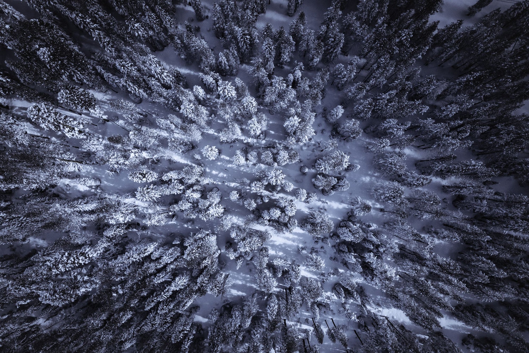 A birds eye view above snow blanketed pine trees.