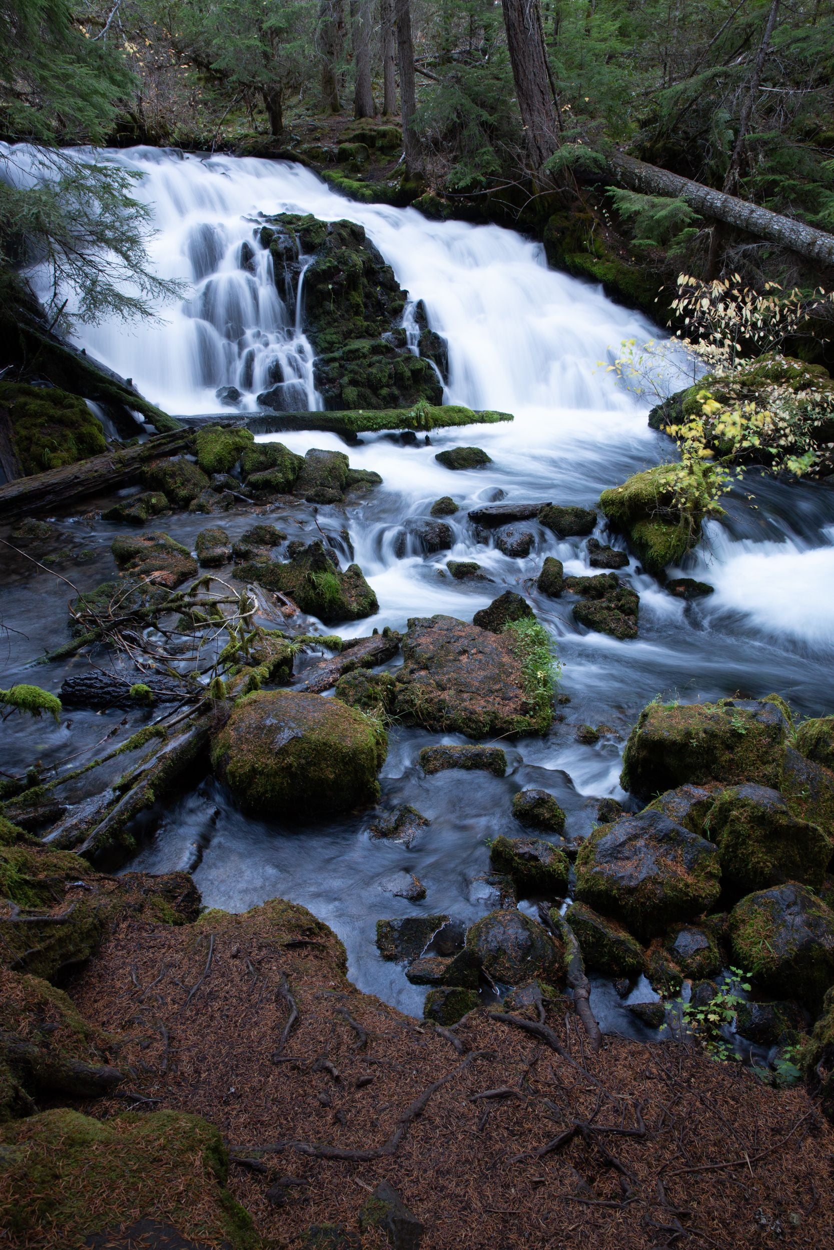 A small water fall hidden amongst the trees and rocks of the forest.