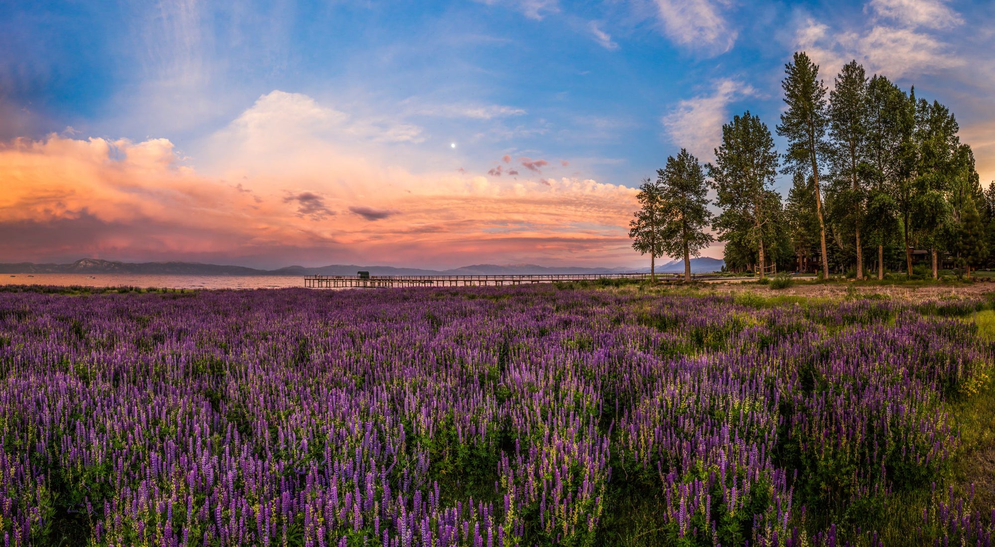 A super bloom of Lupine flowers on the shores of Lake Tahoe.