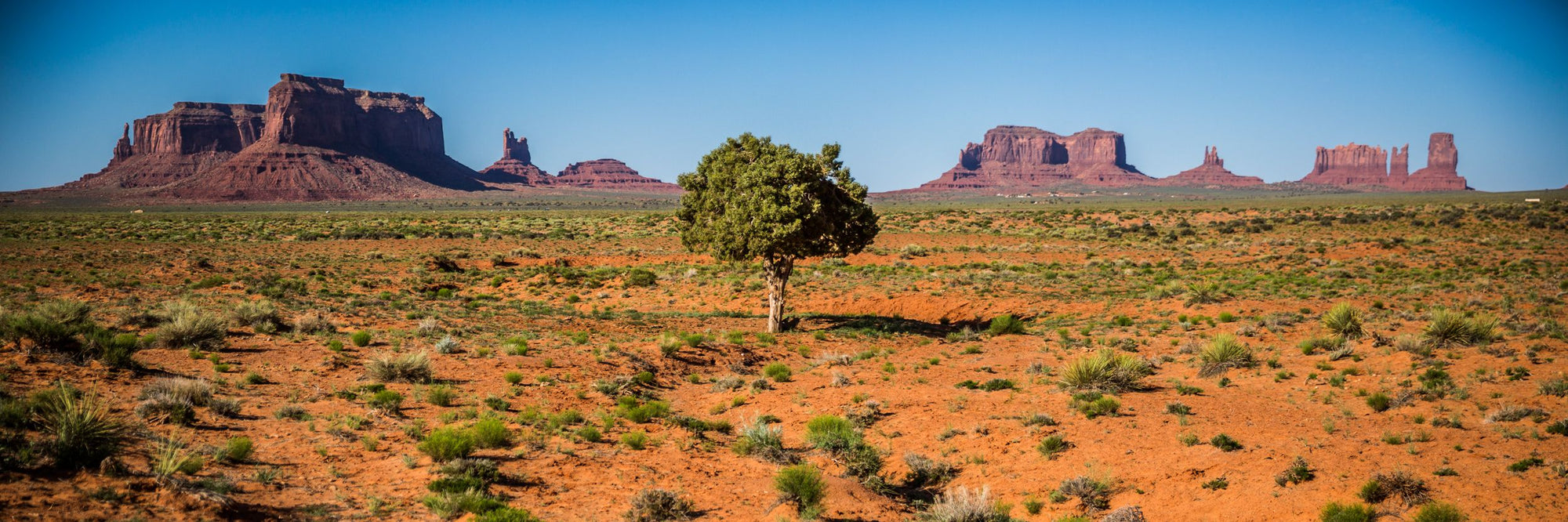A desert landscape surrounds a lone tree as red monuments jut from the ground.